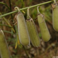 Crotalaria juncea L.